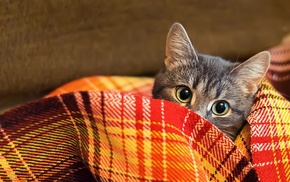 animals, cat, plaid