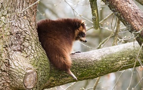 animals, trees