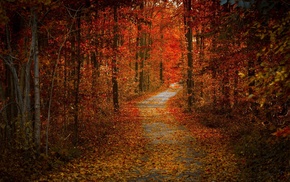 road, forest