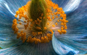 nature, flowers, blue flowers, macro