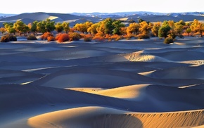 landscape, nature, desert, dune, trees