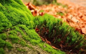 macro, leaves, nature