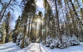 landscape, snow, trees, forest, nature