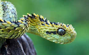 snake, vipers, hairy bush viper, macro, animals, nature