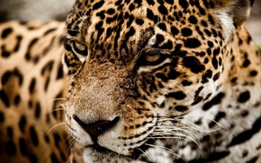 jaguars, closeup, animals