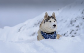 snow, dog, animals