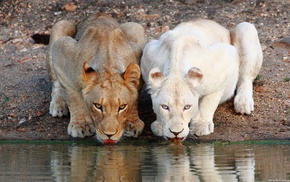 lion, animals, nature, albino