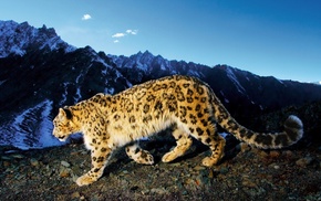 nature, leopard, animals