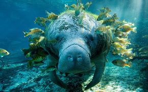 animals, nature