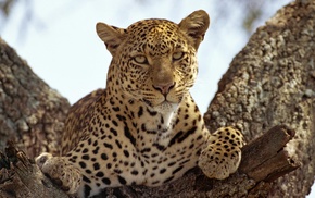 jaguars, animals