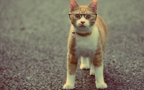 cat, animals, glasses