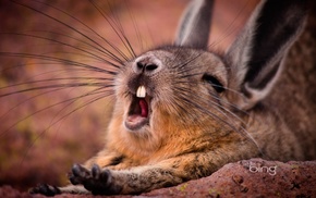 rabbits, yawning, animals
