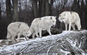 wolf, rock, snow, animals