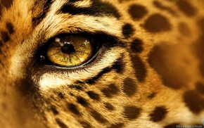 eyes, jaguars, animals