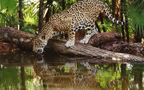 jaguars, reflection, animals