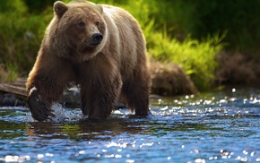 animals, river, bears