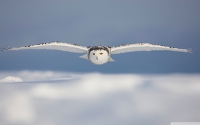 birds, owl, snow