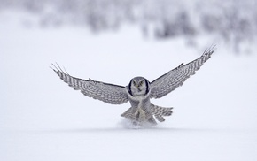 birds, owl, snow