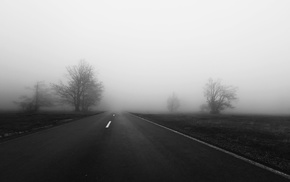 trees, mist, road