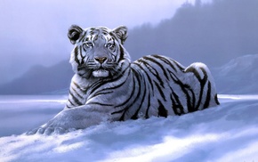 white tigers, artwork, tiger, animals