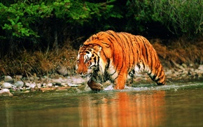 river, tiger, animals