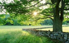 rock, trees, nature