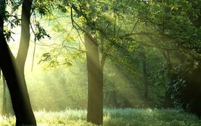 forest, sunlight, trees, nature