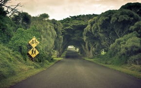 road, nature