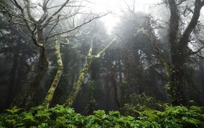 forest, nature, trees, landscape