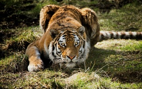 animals, tiger, closeup