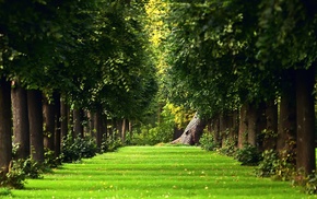 trees, grass, nature