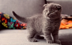 cat, Scottish Fold, animals