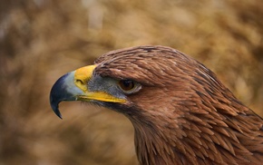 eagle, birds