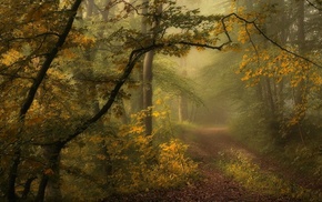 path, trees, grass, landscape, nature, mist