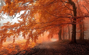 path, nature, trees, orange, mist, forest