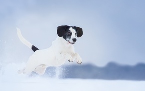 animals, snow, dog