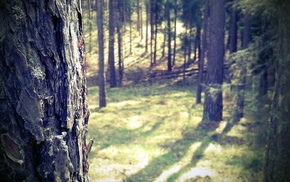 nature, forest, Poland, trees, closeup, Masuria