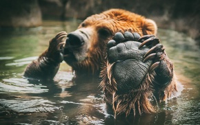 feet, bears, bathing, mammals, animals