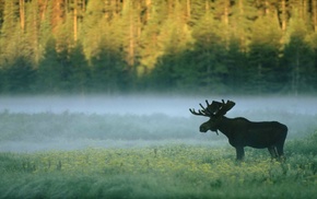 moose, nature, animals, forest