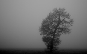 trees, nature, mist