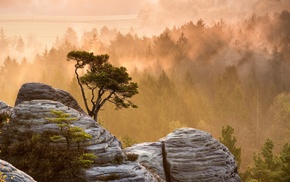 trees, nature, landscape