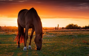 sunset, horse