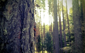 forest, trees, Poland, nature, closeup, Masuria