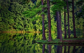 landscape, forest, nature, spruce, reflection, trees