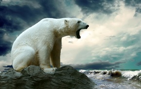 nature, polar bears, animals