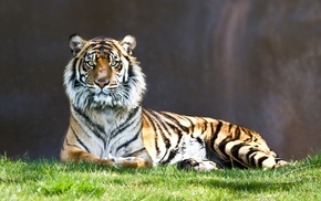 animals, tiger