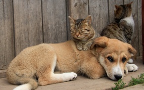 cat, dog, animals