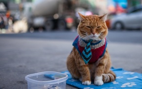 cat, street