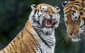 nature, animals