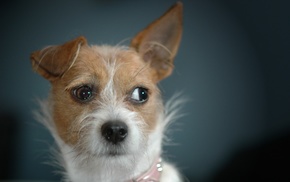 nature, dog, animals, closeup